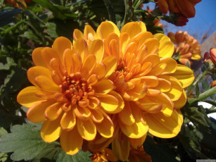 Картинка цветы хризантемы