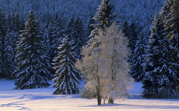 Картинка природа зима