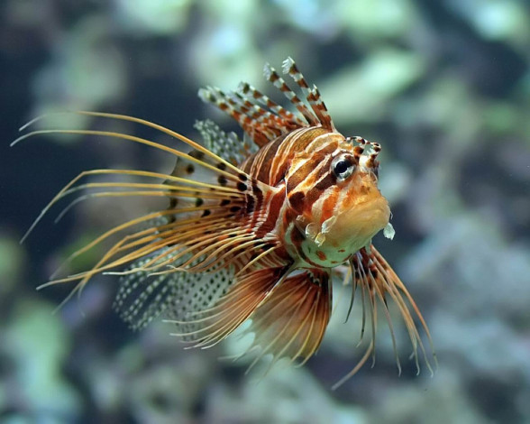 Обои картинки фото животные, рыбы