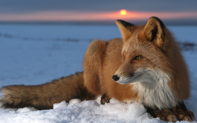 Обои картинки фото животные, лисы