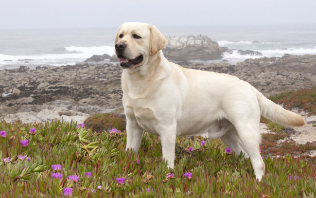 Обои картинки фото животные, собаки