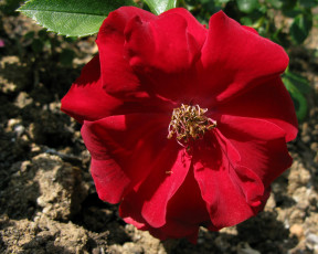 Картинка цветы розы лепестки