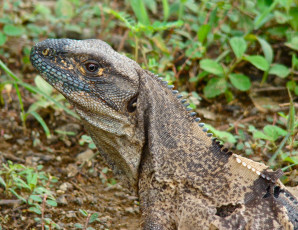 Картинка животные Ящерицы игуаны вараны ящерица