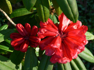 Картинка цветы рододендроны азалии лепестки