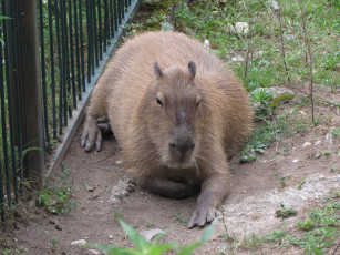 Картинка животные капибары капибара