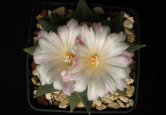 Картинка цветы кактусы белый