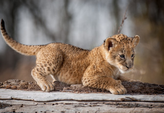 обоя животные, львы, львенок, малыш