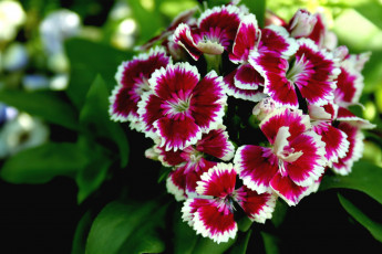 Картинка цветы гвоздики пестрый