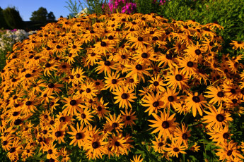 Картинка цветы рудбекия оранжевый много