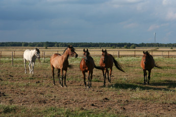 Картинка животные лошади
