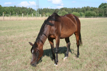 Картинка животные лошади лошадь