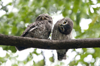 Картинка животные совы забавный