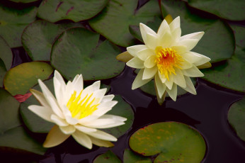 Картинка цветы лилии водяные нимфеи кувшинки