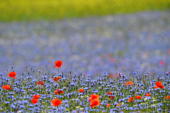 Картинка цветы луговые полевые маки васильки