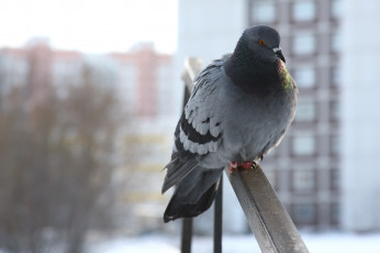 Картинка животные голуби сидит зима голубь