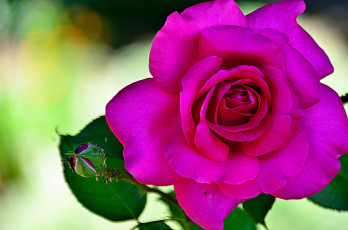 Картинка цветы розы яркий розовый лепестки макро