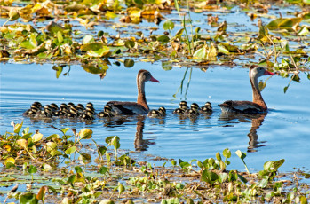 Картинка животные утки плавание пара выводок малыши