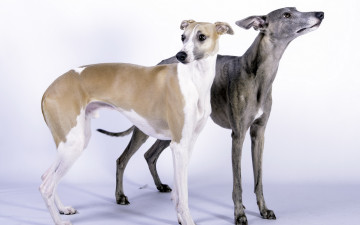 Картинка животные собаки фон whippet