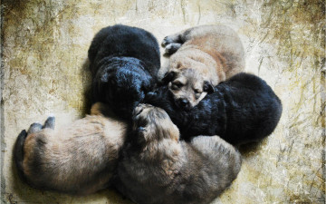 Картинка животные собаки щенки малыши пять