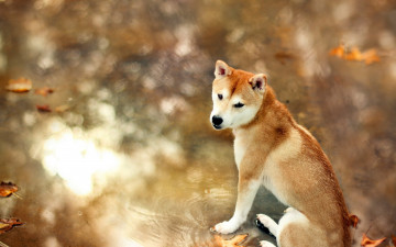 Картинка животные собаки собака друг осень