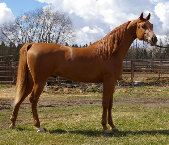 Обои картинки фото животные, лошади, лошадь