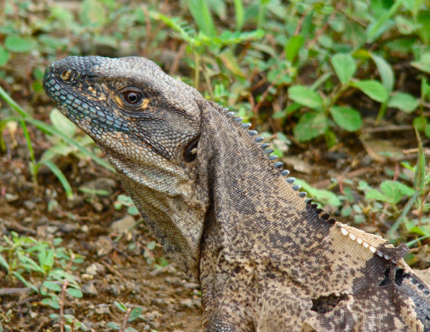 Обои картинки фото животные, Ящерицы, игуаны, вараны, ящерица