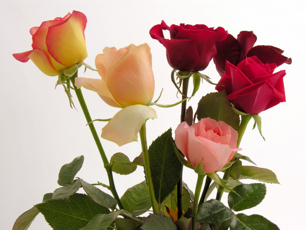 Обои картинки фото цветы, розы