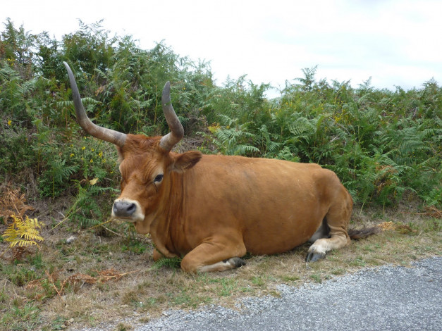 Обои картинки фото животные, коровы, буйволы, корова