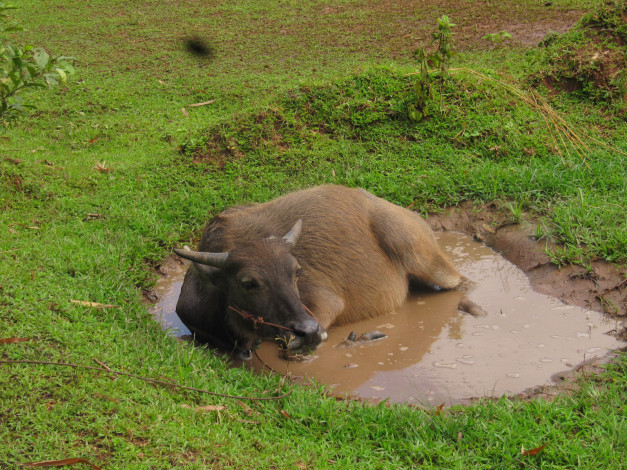 Обои картинки фото животные, коровы, буйволы, корова