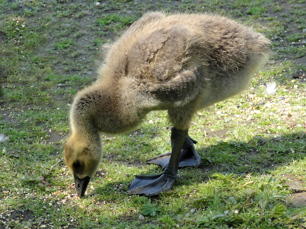 Обои картинки фото животные, гуси, гусь