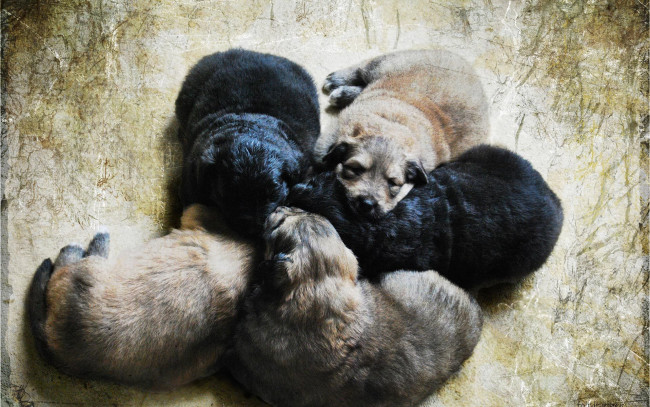 Обои картинки фото животные, собаки, щенки, малыши, пять