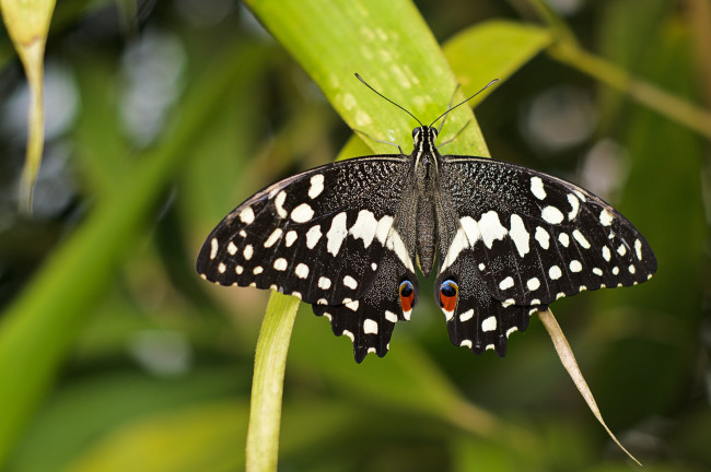 Обои картинки фото животные, бабочки, крылья, пестрый