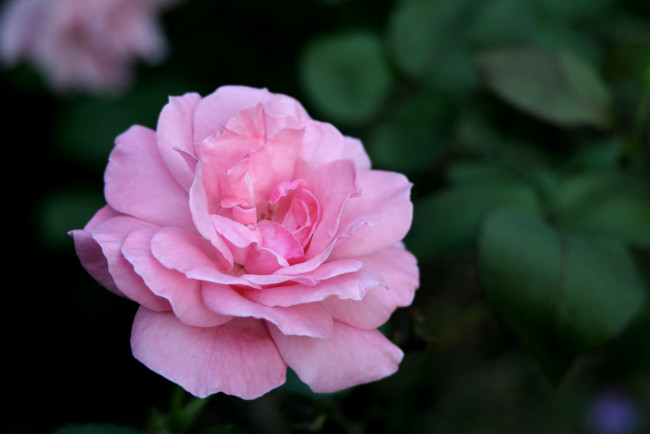 Обои картинки фото цветы, розы, розовый