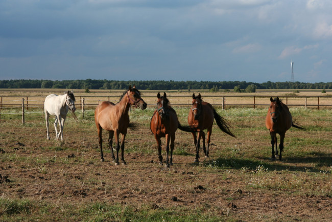 Обои картинки фото животные, лошади