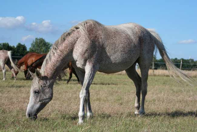 Обои картинки фото животные, лошади, лошадь