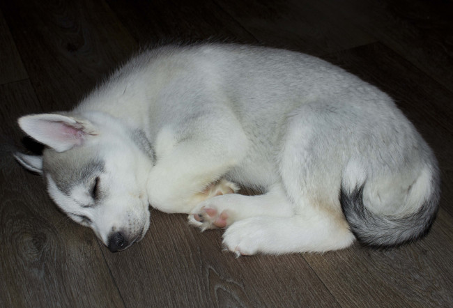 Обои картинки фото животные, собаки, белая, спит, собака