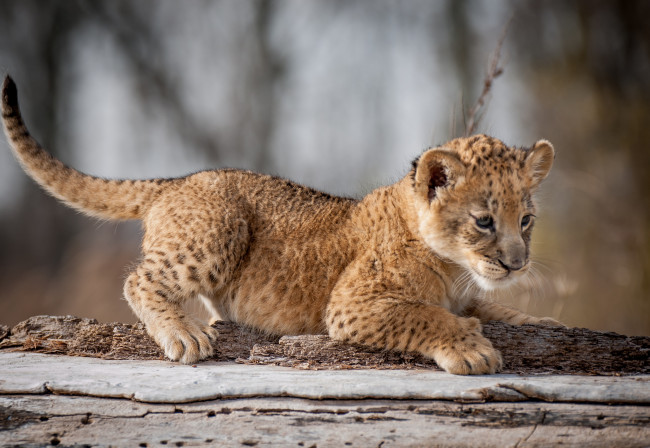 Обои картинки фото животные, львы, львенок, малыш