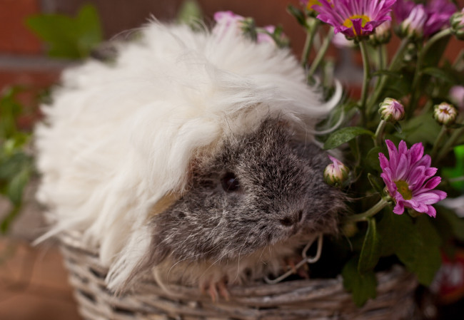 Обои картинки фото животные, морские, свинки, хомяки, морская, свинка, лохматик