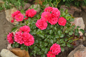 Картинка цветы розы куст сад