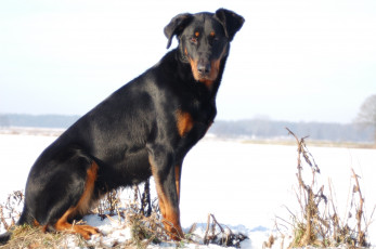 Картинка животные собаки взгляд