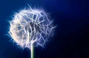 Картинка разное компьютерный+дизайн одуванчик