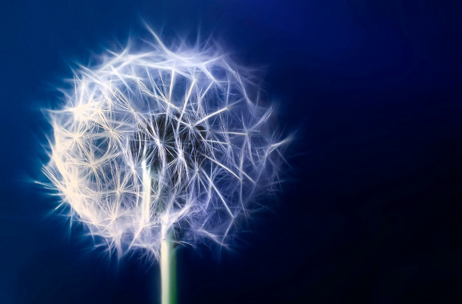 Обои картинки фото разное, компьютерный дизайн, одуванчик