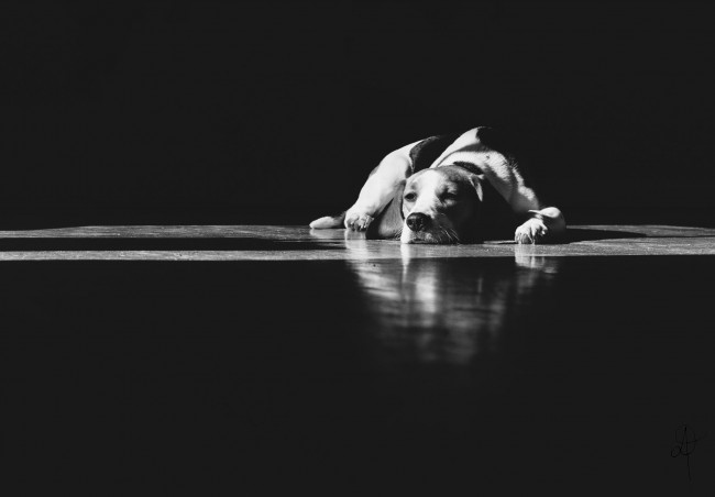 Обои картинки фото животные, собаки, собака