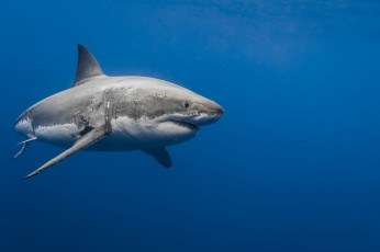 Картинка животные акулы акула глубина океан