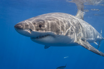 Картинка животные акулы акула глубина океан