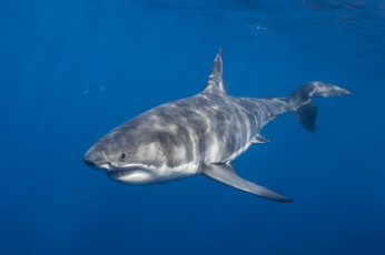 Картинка животные акулы акула океан глубина