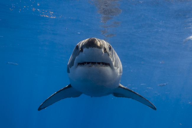 Обои картинки фото животные, акулы, акула, глубина, океан