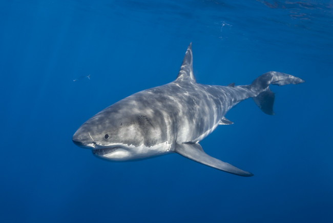 Обои картинки фото животные, акулы, акула, океан, глубина