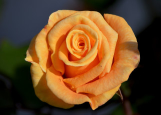 Картинка цветы розы персиковый