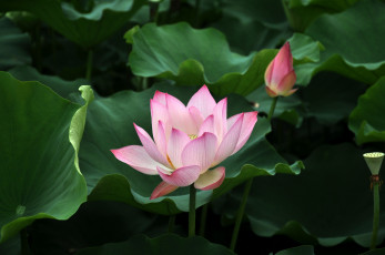 Картинка цветы лотосы фон лепестки